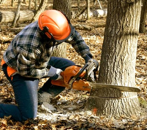 Tree Removal in New Castle, VA